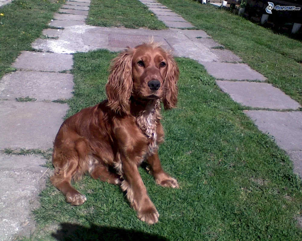 Cocker spaniel. spaniel