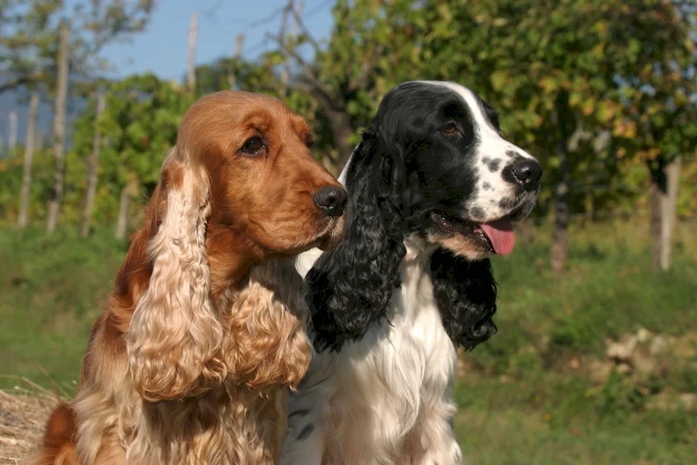 Cocker spaniel