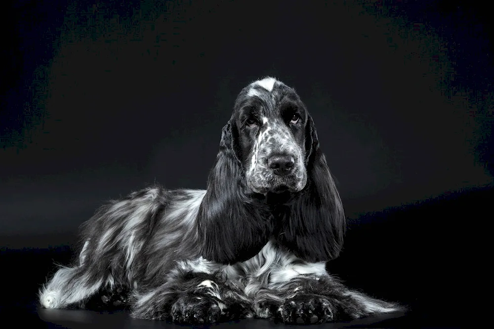 Cocker spaniel