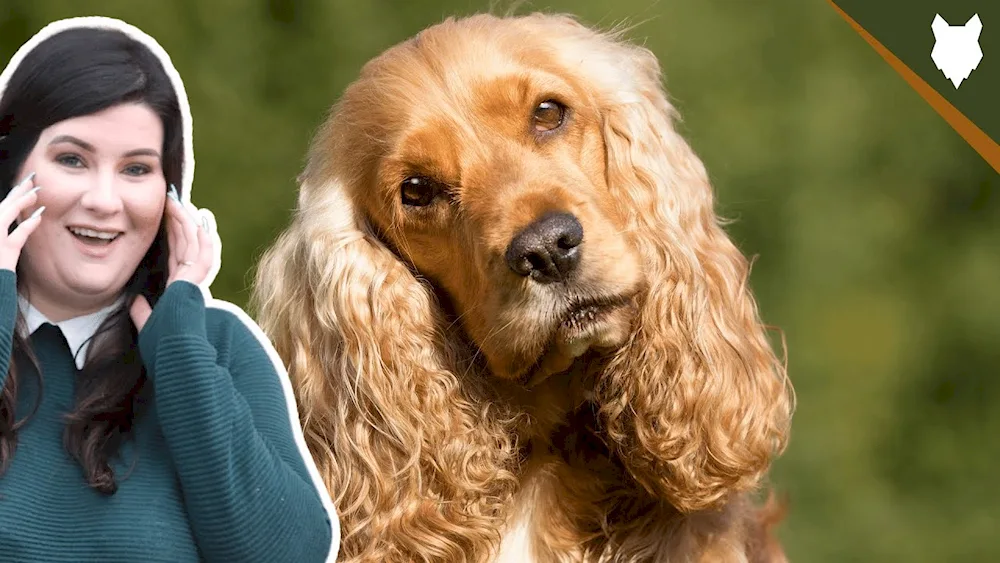 Cocker Spaniel