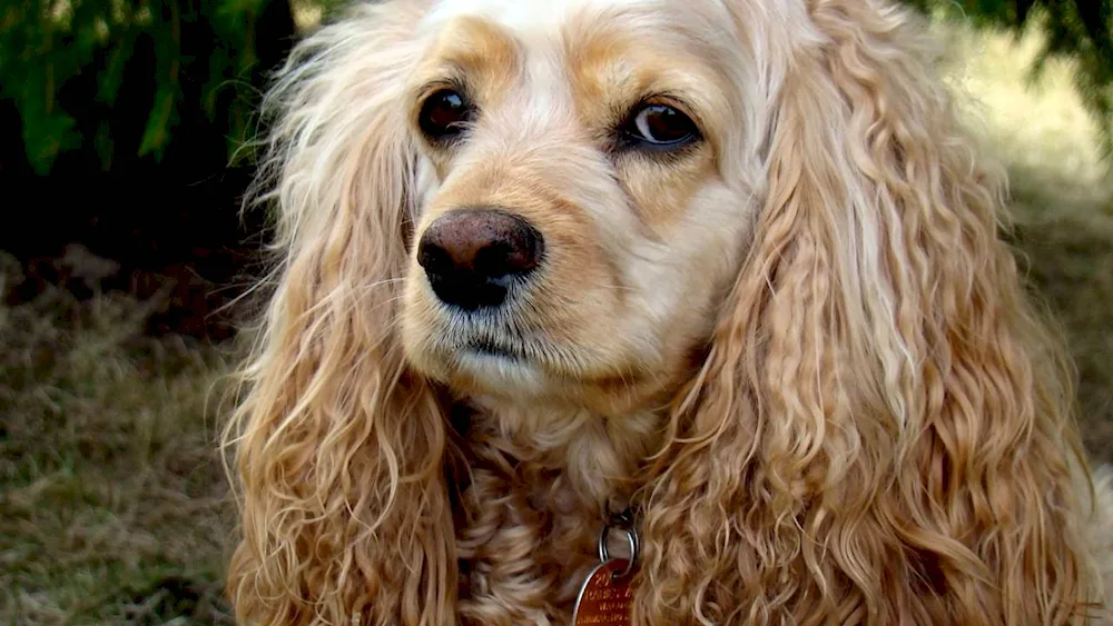 American Cocker Spaniel