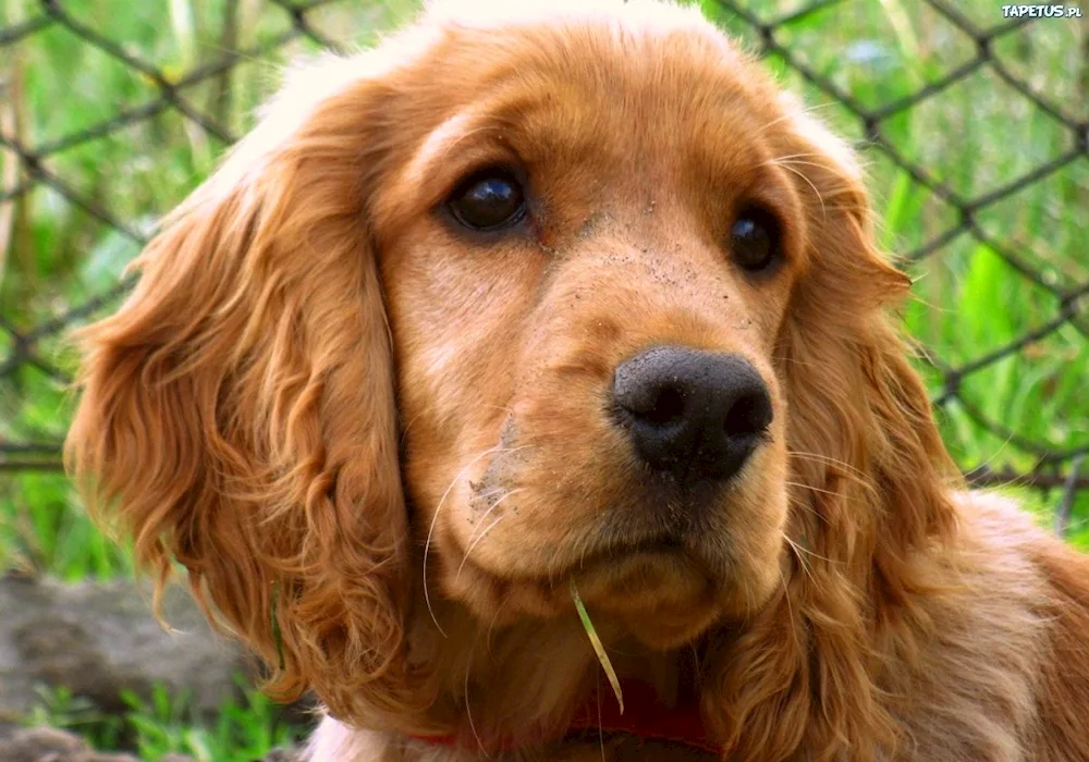 Charles King Spaniel