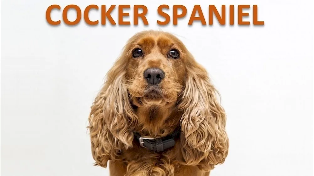 Cocker Spaniel