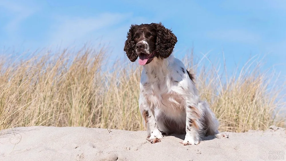 English Cocker Spaniel