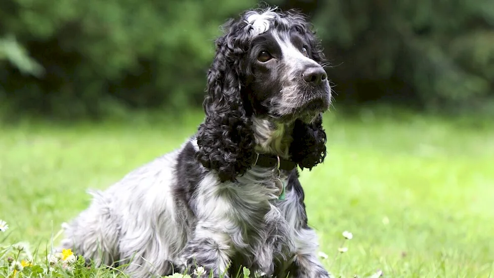 English Cocker Spaniel