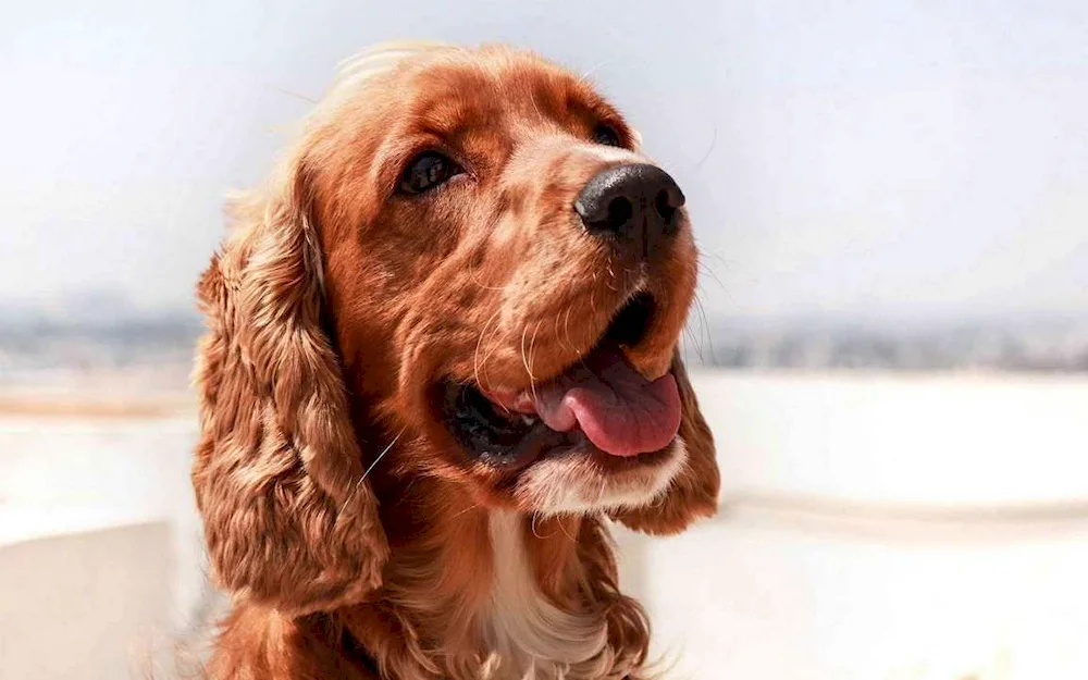 English Cocker Spaniel