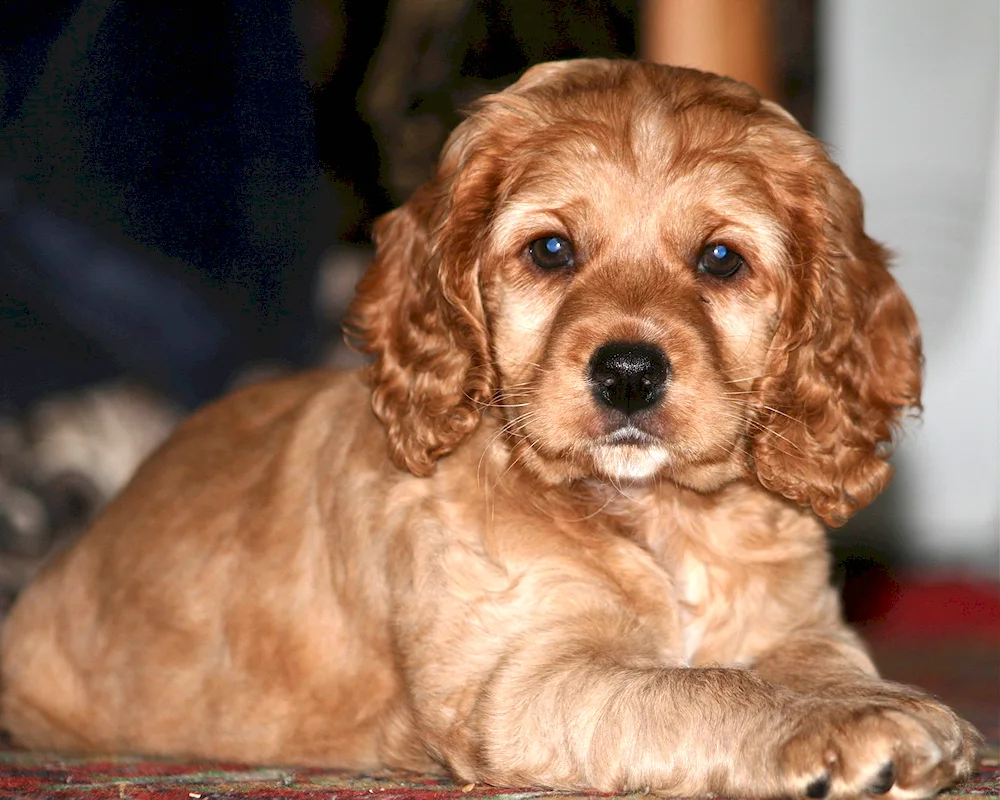 Irish Cocker Spaniel