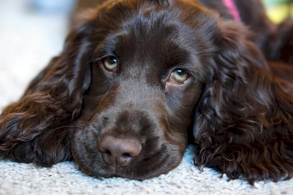 American Cocker Spaniel