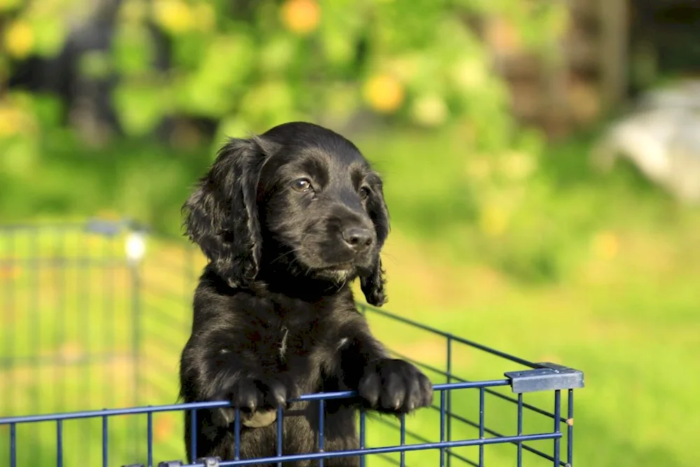 Russian spaniel