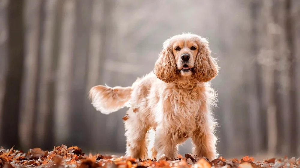 Cocker Spaniel