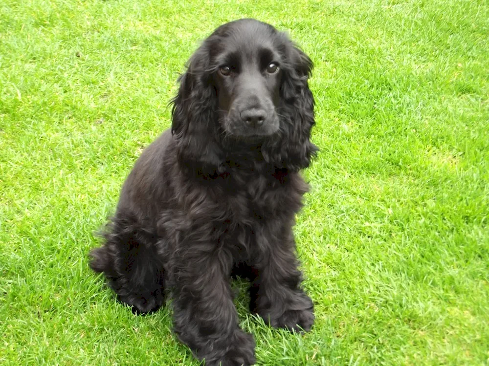 English Cocker Spaniel