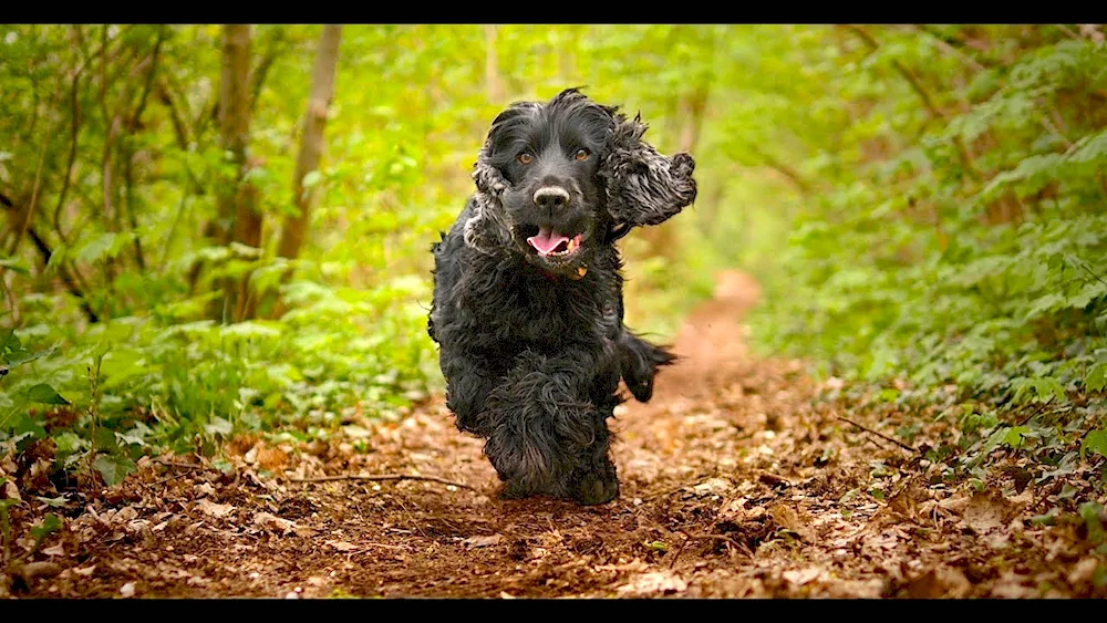 Cocker spaniel