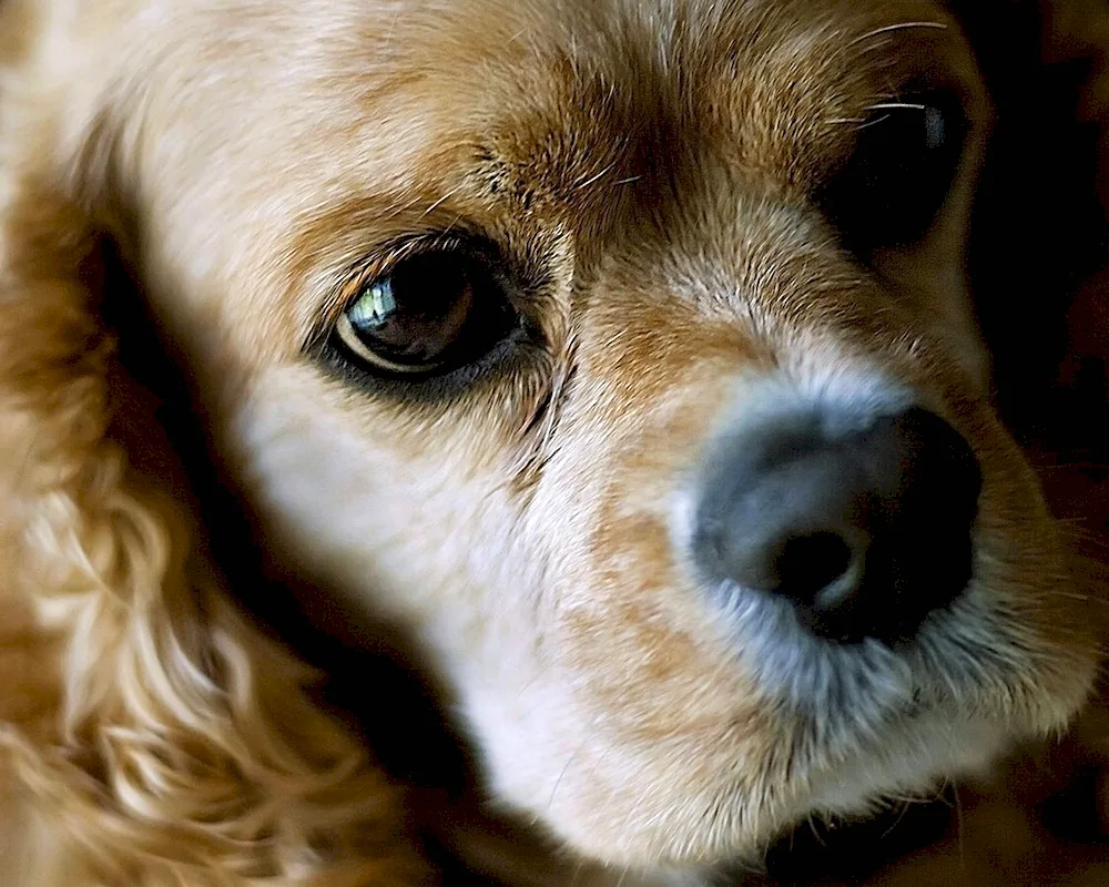 Cocker spaniel black