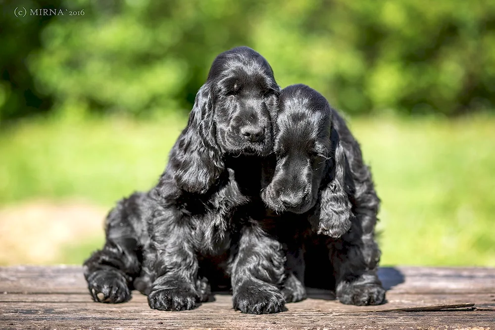 Cocker spaniel black. spaniel