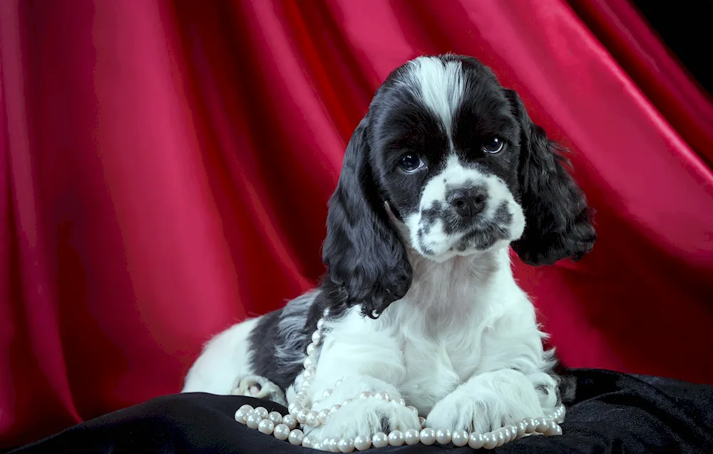 Russian cocker spaniel