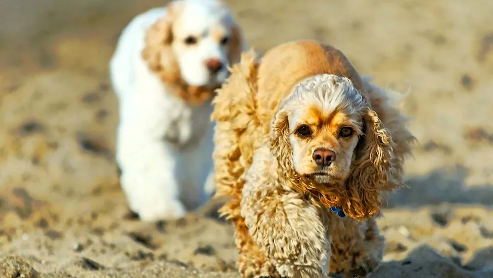 Cavalier King Charles spaniel
