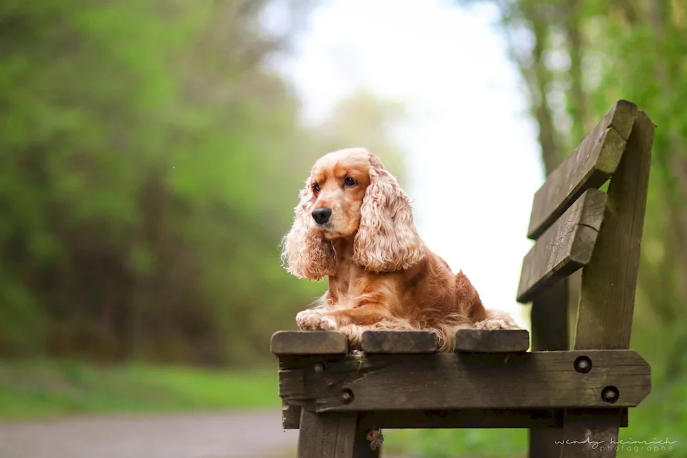 Cocker spaniel