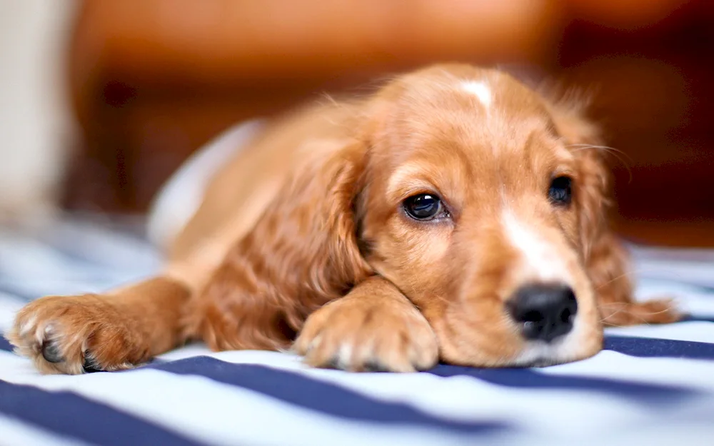 Cocker spaniel