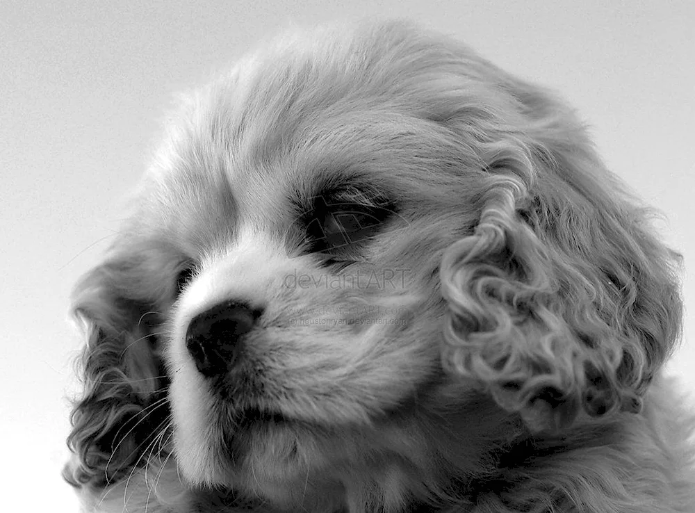 Irish Cocker spaniel