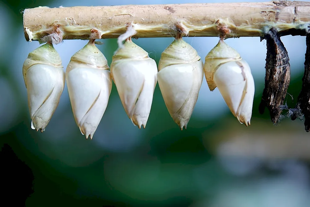 Cicada Pupa