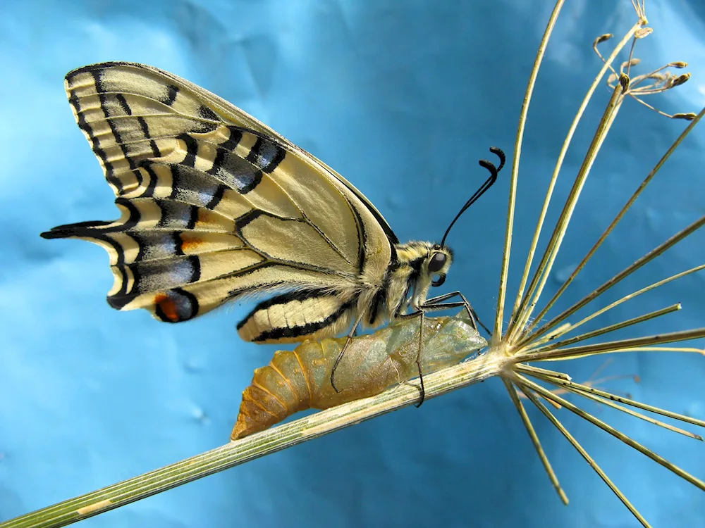 Butterfly chrysalis cocoon