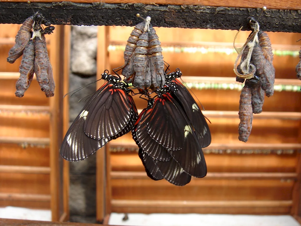 Machaon butterfly cocoon