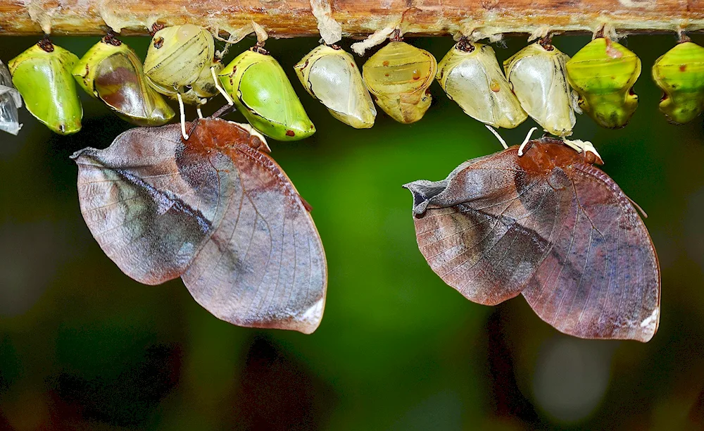 Pupa of the butterfly