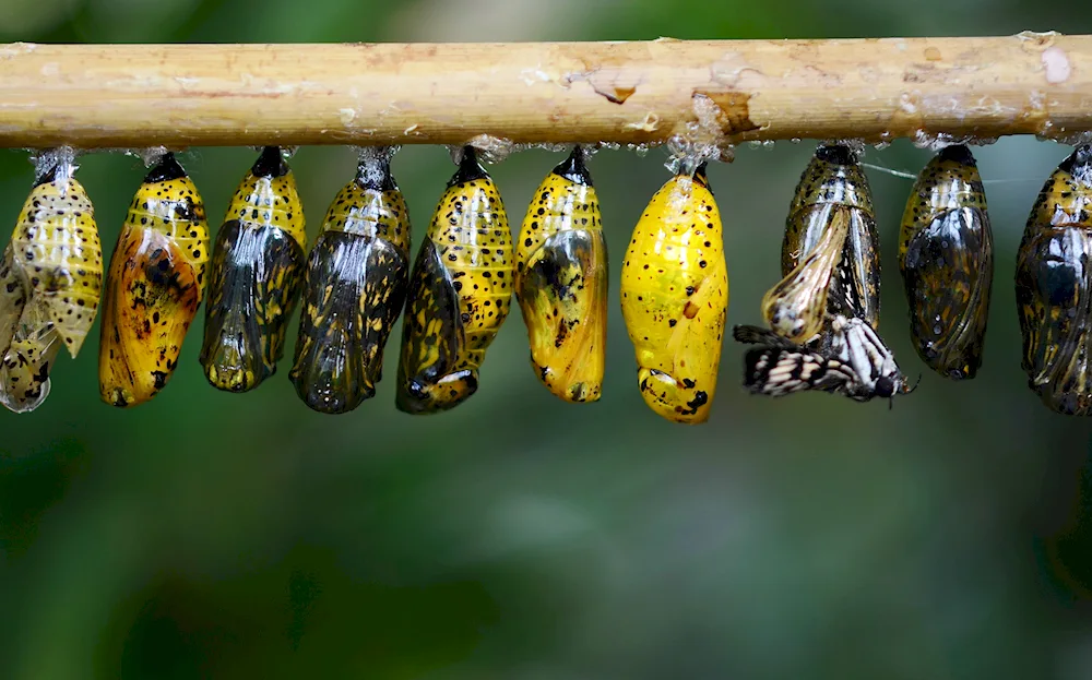 Pupa of the butterfly