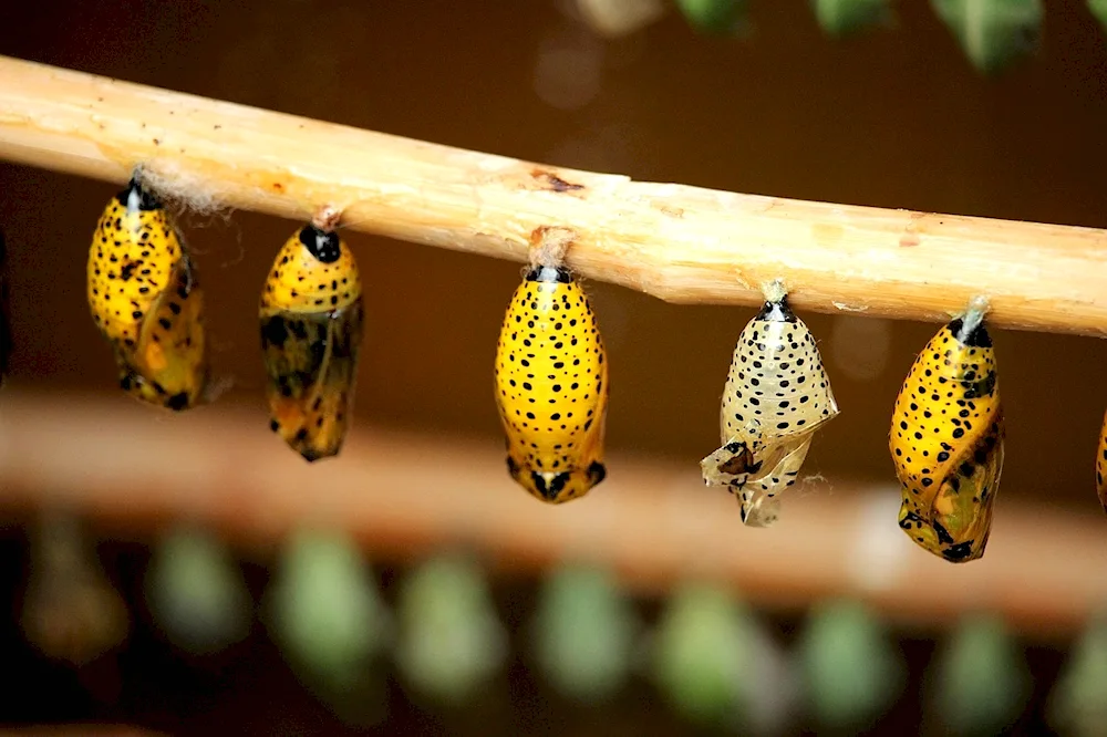 Pupa of the butterfly