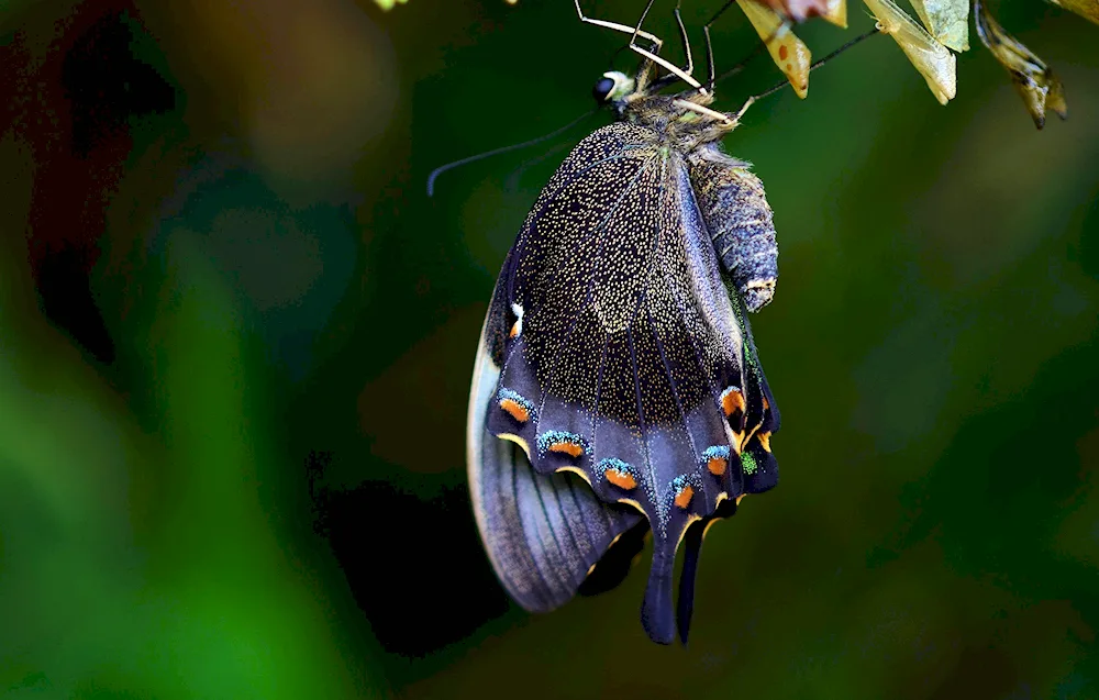 Malachite butterfly