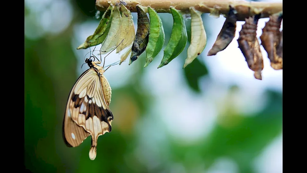 Butterfly sailing Rumyantsev's cocoon