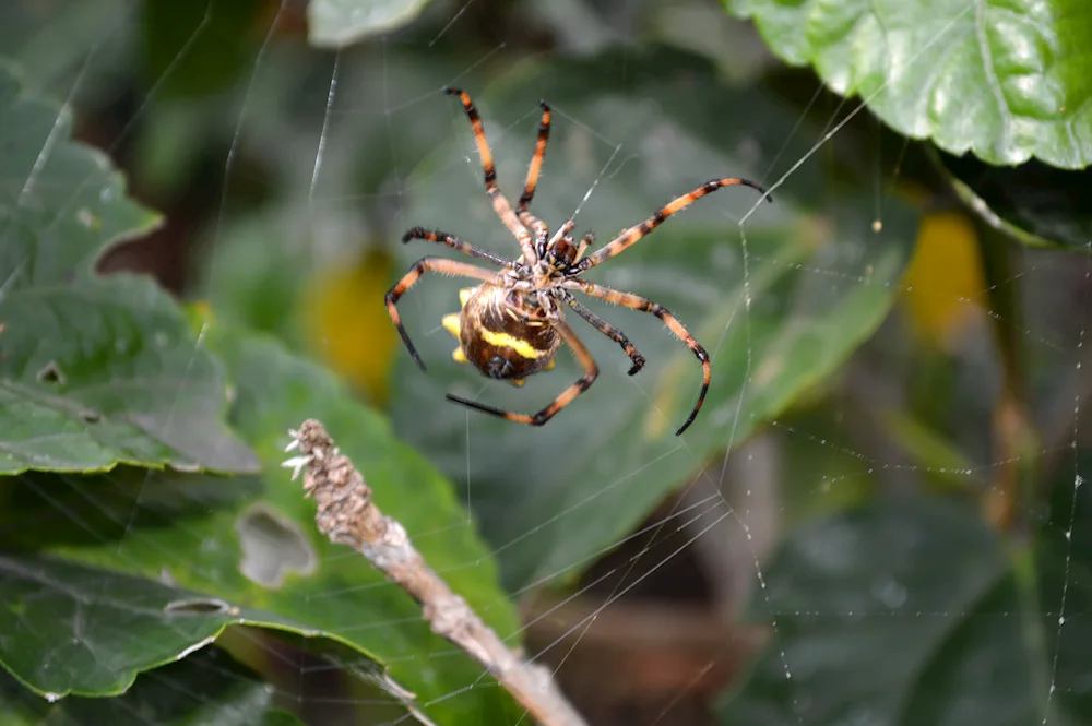 Pterinochilus murinus