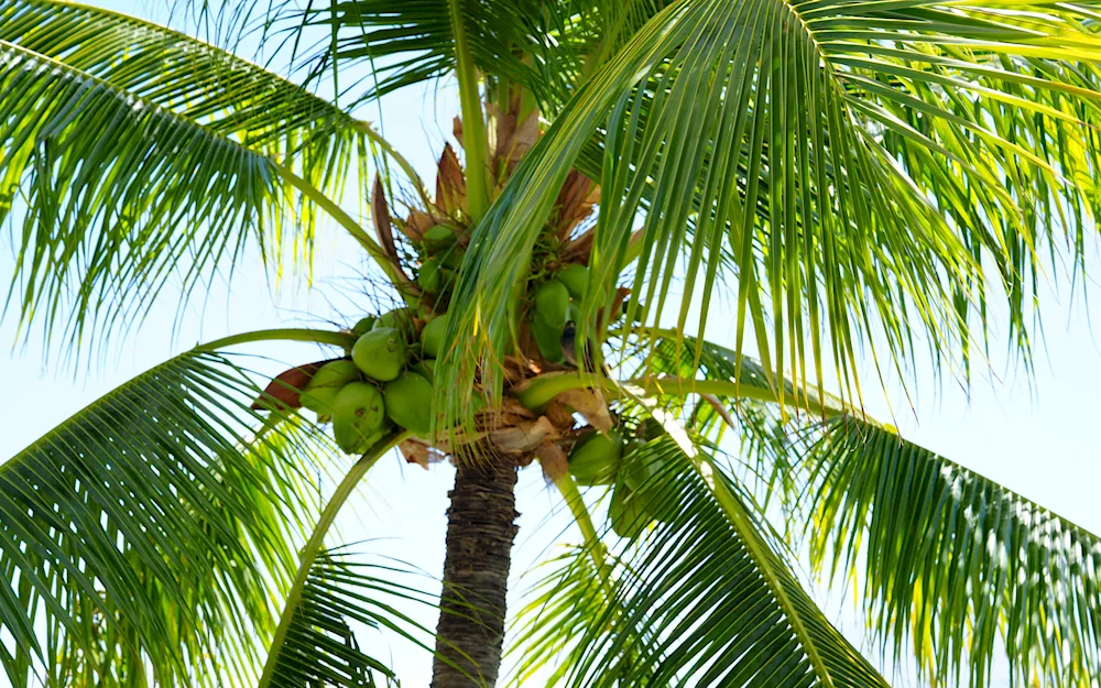 Tropical branches