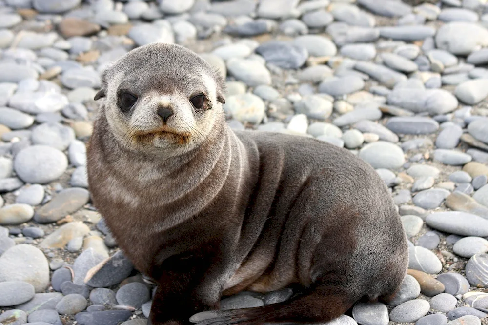 Baikal seal beellek