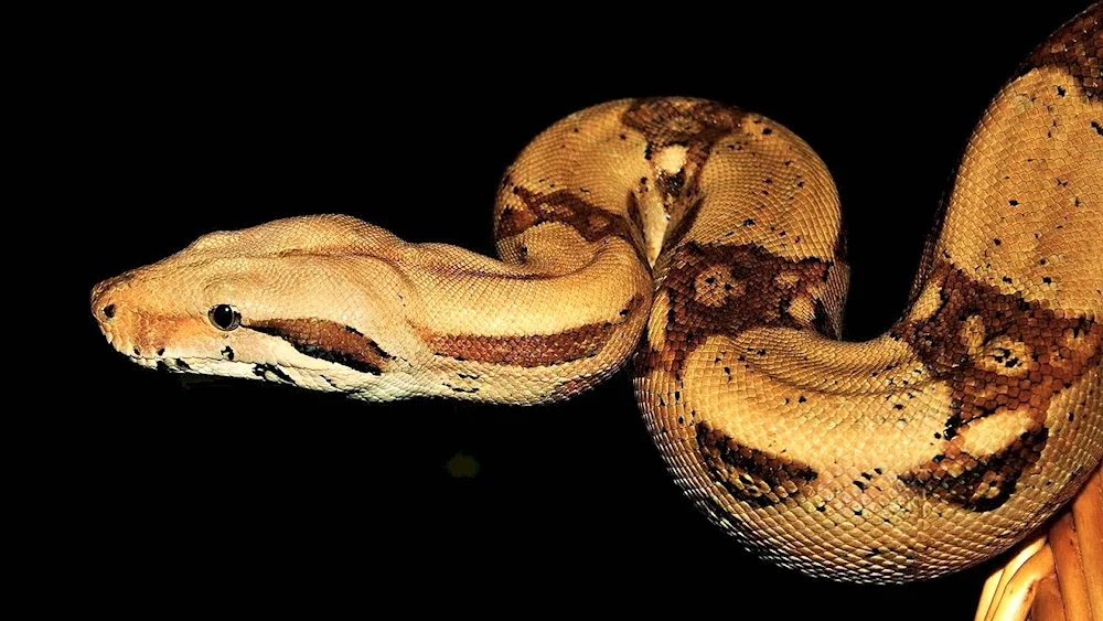 Albino python