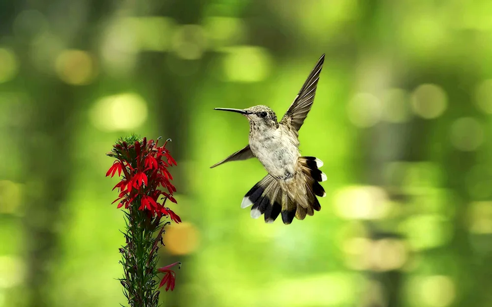 Colibri