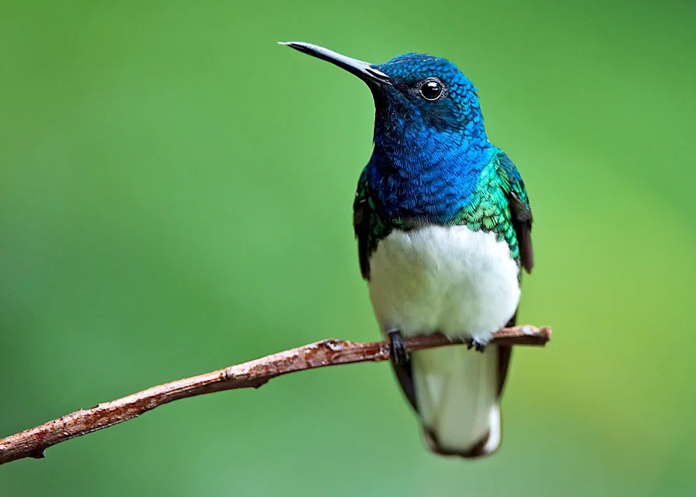 Colibri jacobin