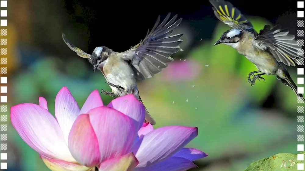 Japanese hummingbirds. White-eyed Hummingbird