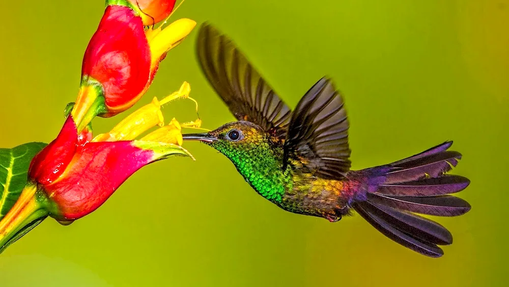 Eagle-billed Hummingbird