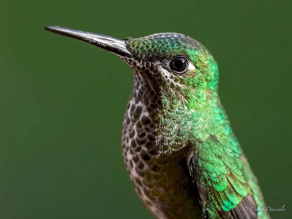 Long-billed Wren