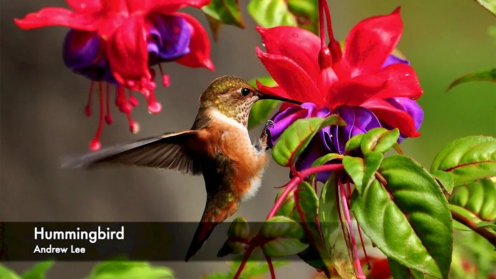 Colibri pollinate plants