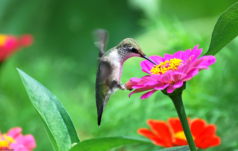 Japanese hummingbirds