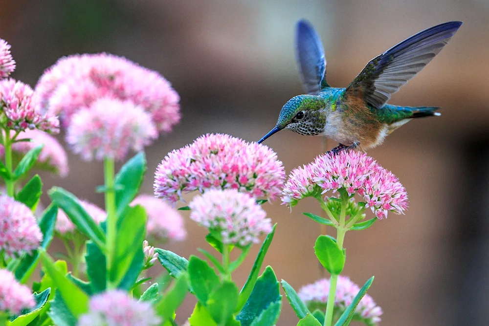 Spring birds