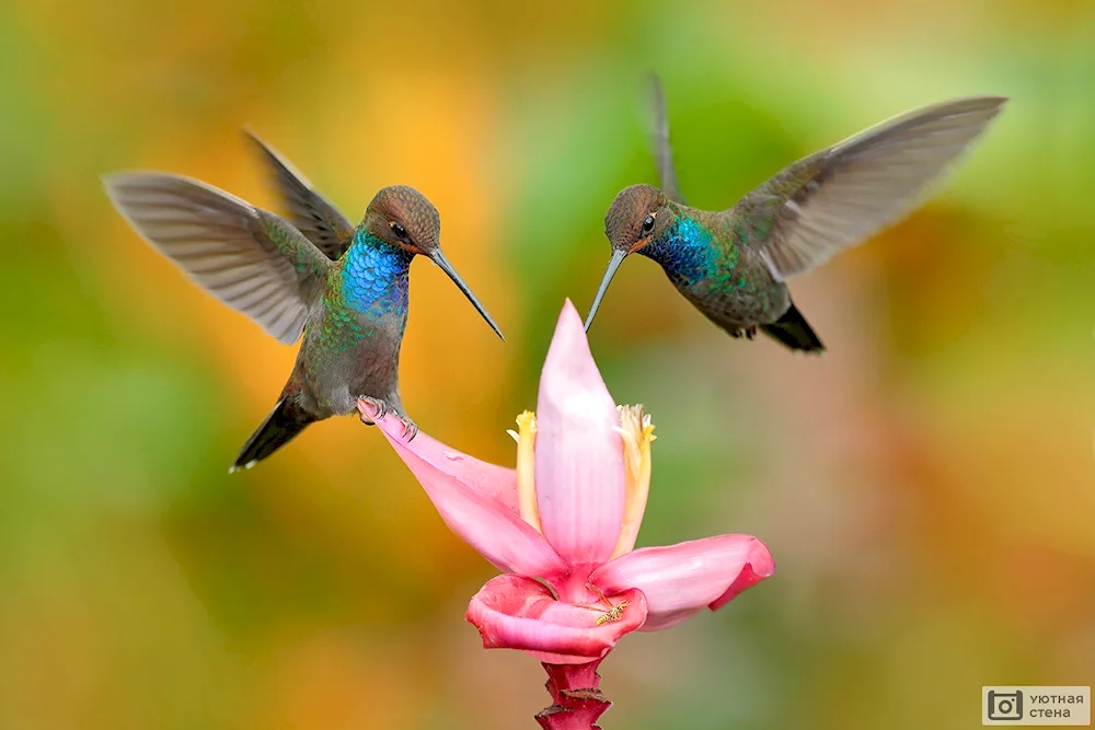 Red-tailed Hummingbird