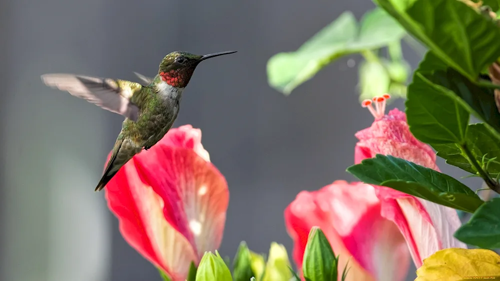 Bird Hummingbird