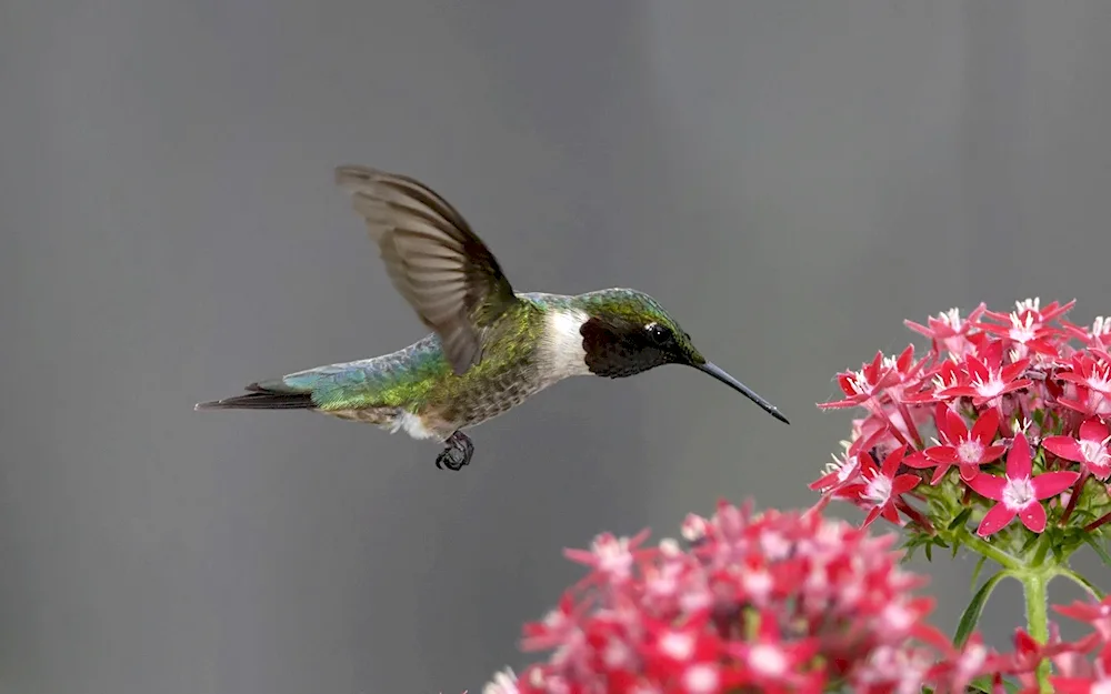 Bird Hummingbird