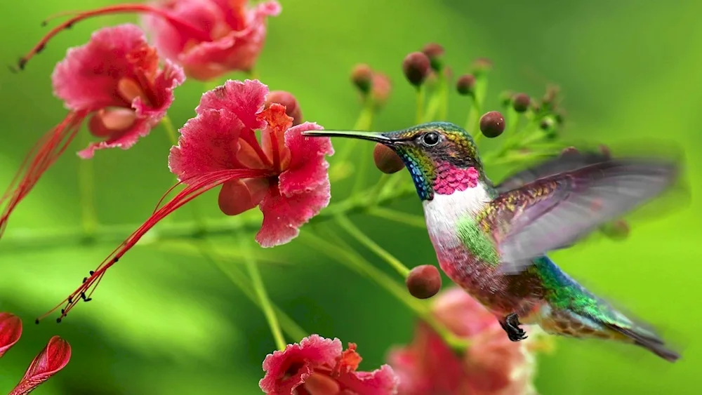 Colibri tropical