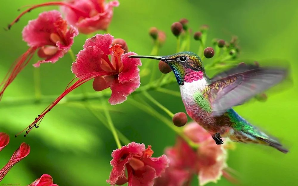 Hummingbird