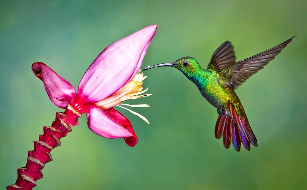 Colibri in Thailand