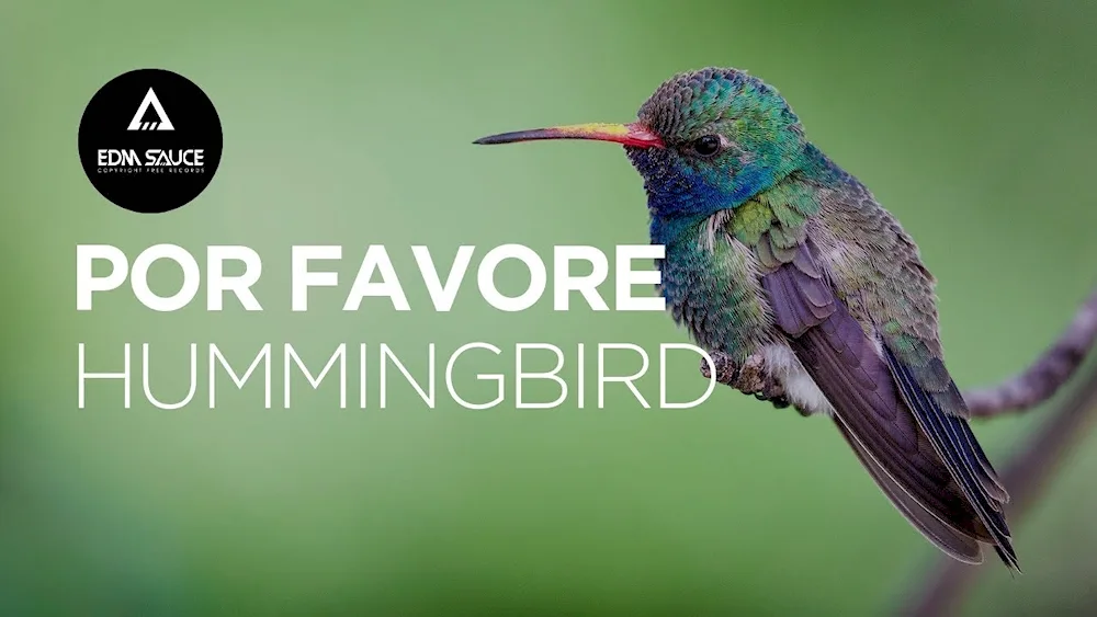 Colibri in Florida